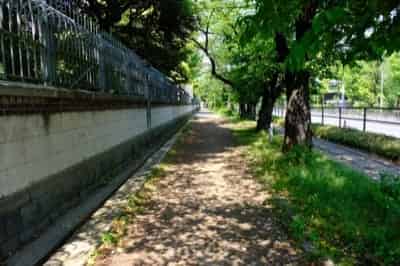 木漏れ日の歩道