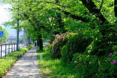 内堀通りから千鳥ヶ淵へ