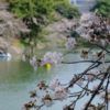 千鳥ヶ淵の桜